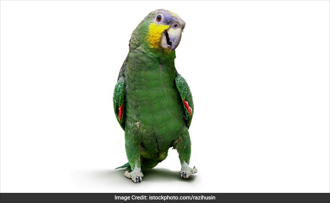 parrot 26 oct 16